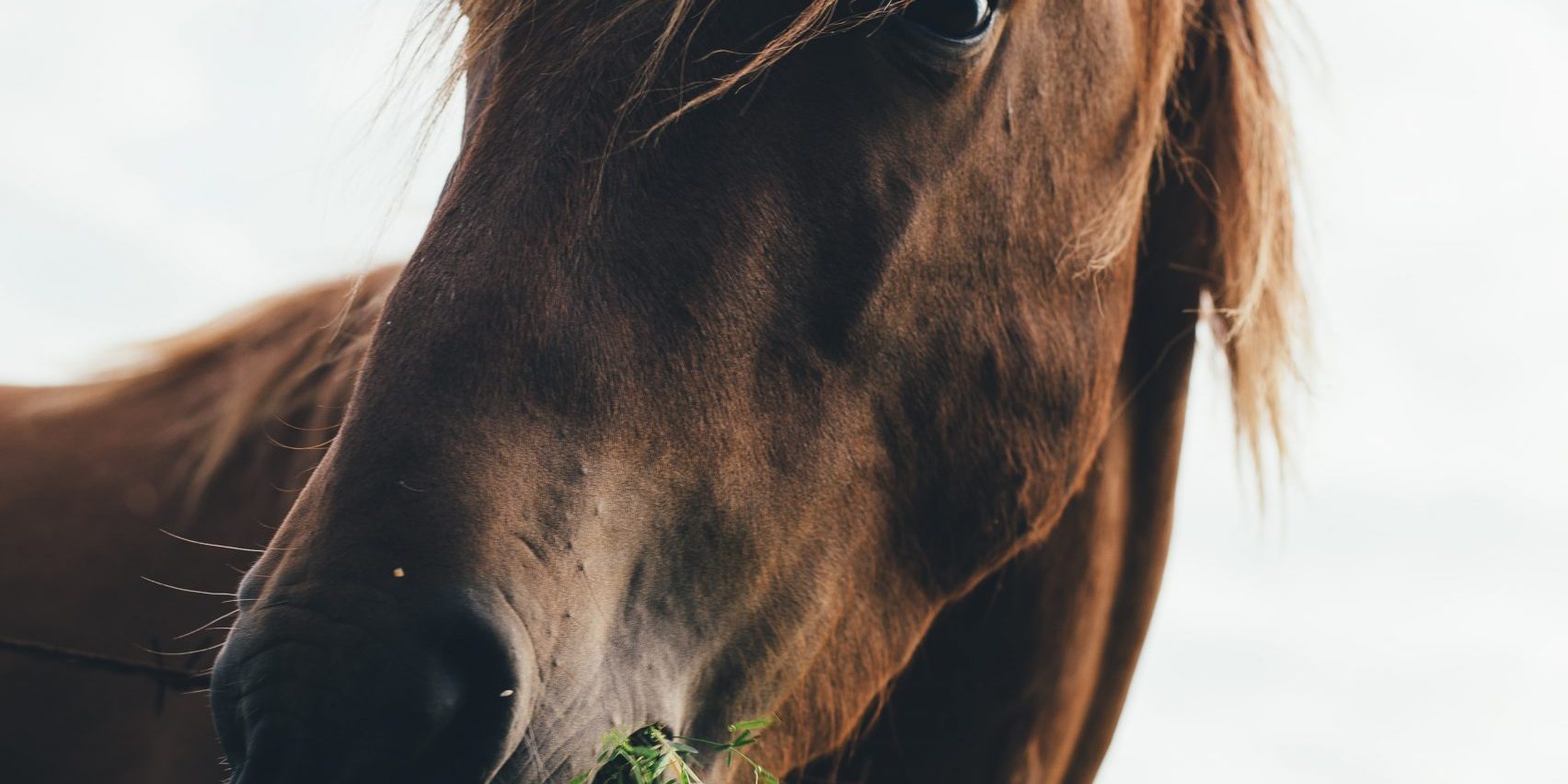 Horse Boarding Lone Butte Ranch