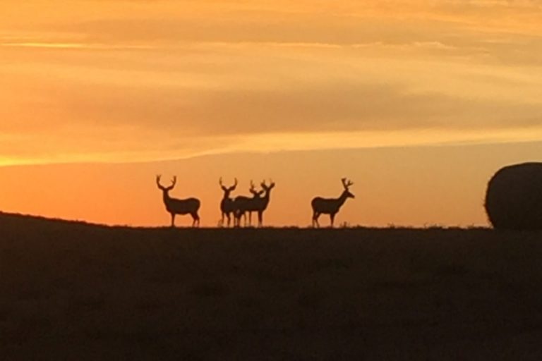 Gallery Lone Butte Ranch
