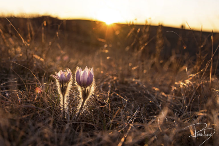 Gallery Lone Butte Ranch