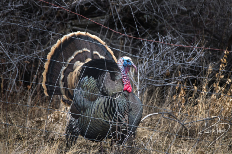 Gallery Lone Butte Ranch
